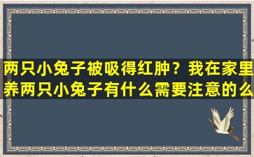 两只小兔子被吸得红肿？我在家里养两只小兔子有什么需要注意的么